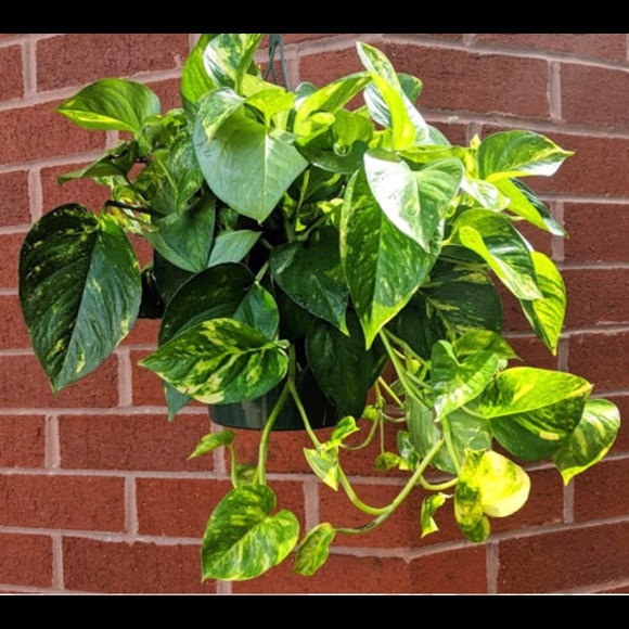 Other - Pothos/devils ivy plant cuttings